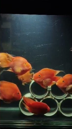 Beautiful Parrot Fish | Impressive Size & Color #parrotfish #redparrot #fish #aquarium #gouramis