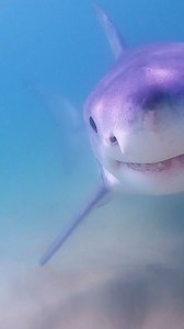 6.8K views · 58 reactions | Shark watch! Join UNE students deploying a research buoy that detects white sharks. | University of New England | Facebook