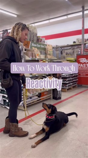 In this session, Dallas — head trainer and owner of Back to Balance K9 — is helping Scooby, one of our Board & Train dogs, work through some reactivity and practice greeting new people calmly. When working with dogs who are a bit insecure or unsure in those initial introductions, it’s important not to make it a big deal. Instead, we focus on creating space and clarity through movement and communication. Here, we’re using our chase food marker — rewarding Scooby by tossing food away from pressure