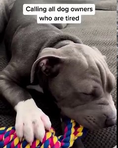 6.3K views · 81K reactions | Hate cheap dog toys that never last?! Us too. We make the TOUGH stuff—catering to extreme chewers, tuggers, and fetchers,. Choose your exact toy types to fit YOUR dog’s play. Quality-made in the USA. 朗Durability & satisfaction guaranteed (or we’ll replace your toy!) 1 million+ happy pups & parents all across the globe. | BULLYMAKE | Facebook