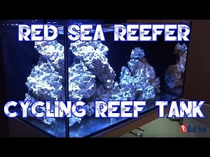 Red Sea Reefer 250 | Cycling A Reef Tank | Bio Spira Instant Cycle