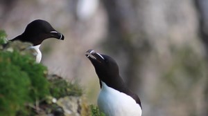 2.9K views · 126 reactions | A dawn chorus with a difference  Perhaps not so symphonic, but equally spectacular - immerse yourself in a seabird dawn chorus at Bempton Cliffs! Did you get up early to celebrate the Dawn Chorus Festival today? Tell us what you heard  #DawnChorusDay | RSPB | Facebook