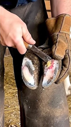 SHOCKING Horse Hoof Emergency! 🤢 Pus & Ulcer GONE! 🐎✨