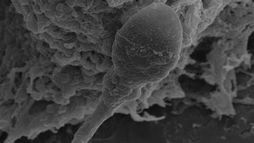 Having babies in space may be harder than expected