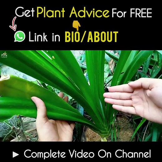 How to Grow Spider Lily Bulbs at Home Step by Step?