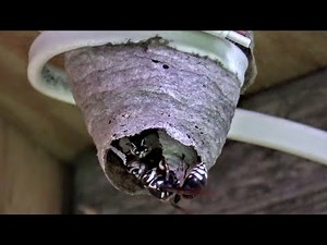 Bald Faced Hornets Hatched Workers Time Lapse Yellow Jackets Nest