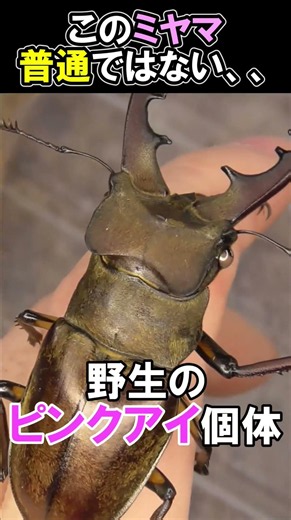Wild Miyama Stag Beetle: An Extremely Rare Pink-Eyed Specimen