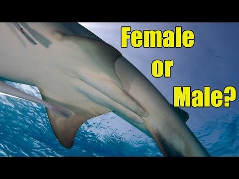 Male versus Female Sharks | SHARK ACADEMY