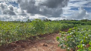 7.8K views · 231 reactions | DEVO Farm Produce - Part 1 | Farm...