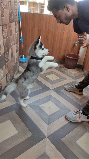 Husky puppies training #shortvideo #shorts #short #husky #youtubeshorts #dog #dogtraining
