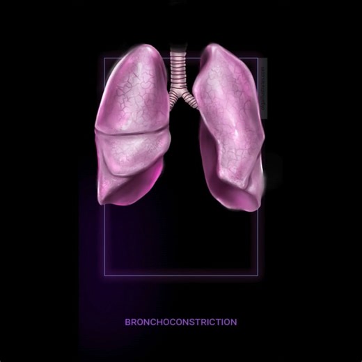 Bronchoconstriction | Medical illustration - Olga KURKINA