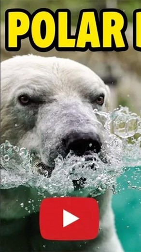 The Hidden Brilliance: Why Polar Bear Fur Isn’t Truly White