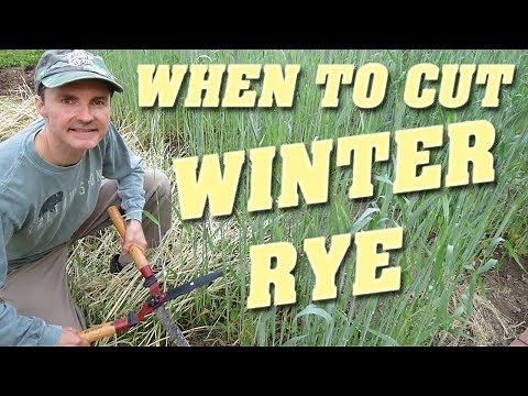 When to Cut Winter Rye