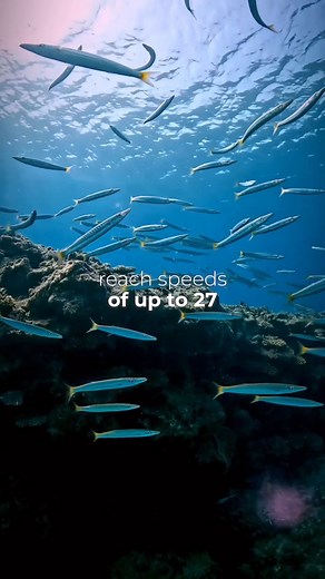 1.1K views · 27 reactions | Dive into the world of young barracudas 麗...