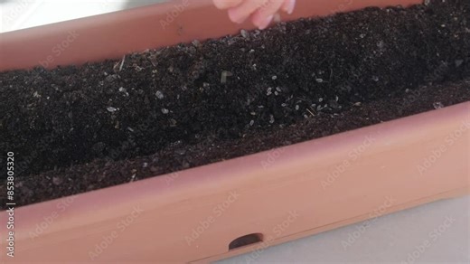 Close-up of a woman sowing seeds in the ground to grow seedlings.