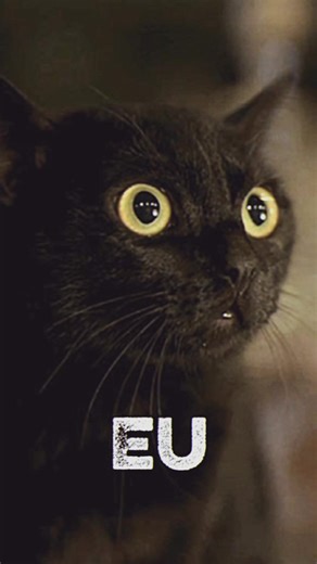 Os vídeos de Cortes Epsilon Rho theta (@cortes.epsilon.rh) com GALLOW DANCE - Slowed Reverb - SCRVZVY