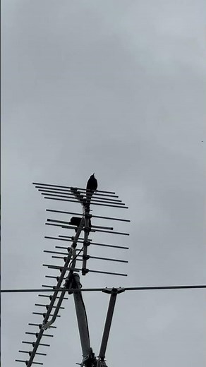 イソヒヨドリのさえずり。このあいだ地鳴き（長い鳴き声）を認識したのですが、今朝はさえずり（短い鳴き声）が聴けました #bird #イソヒヨドリ