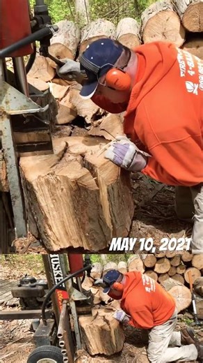 Splitting MASSIVE hickory round in manageable size #firewood #splittingwood #Huskeesplitter