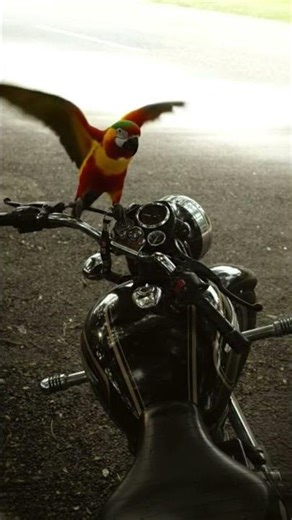 #bullet#standard#350#c#classic #self #royalenfield #gt650 #duke #bikelife #bikelove #bulletlove #tre