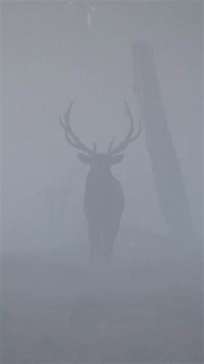 Do you see what I see??? | Jed Larson