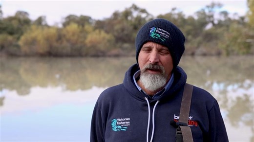 We’re giving native fish a fighting chance in the Murray–Darling Basin 🐟🐟🐟 When rivers flood, native fish eggs and larvae naturally flow into wetlands. This provides a safe and warm place for young fish to develop. But this process has been negatively impacted by water regulation and dams. We’re now placing hundreds of thousands of juvenile silver and golden perch in wetlands flooded with environmental water. This gives them the best chance to thrive before being released back into the river 