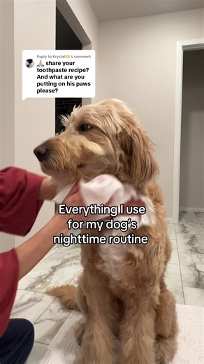 Homemade Dog Toothpaste Recipe and Nighttime Routine