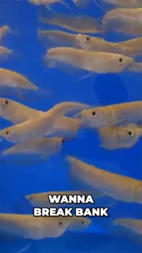 Predatory Fins ® | Rare & Exotic Fish Store on Instagram: "Check out these unique albino arowanas! Their yellow hue is striking, like a banana. They need long, wide tanks to swim comfortably as they grow. Smaller ones available too! #AlbinoArowana #ExoticFish #Fishkeeping #AquariumLife #PetFish #Arowana #FishTank #Aquarium"