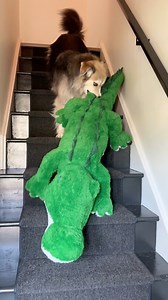 Meet Al, the 6ft alligator. 🐊 please enjoy the view from the bottom of the stairs of Tyson’s backwards carry. #retriever #amazonfind #huskies #dogs | The Half Husky Bros
