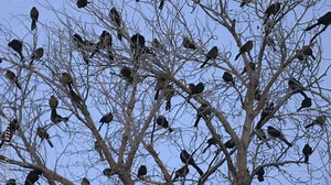 Many Great Tailed Grackles Red Winged Blackbirds and Other Birds in One Tree
