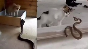 Viral Video: Cats Beating Up Snakes Like Wrestlers Leave Internet In Disbelief