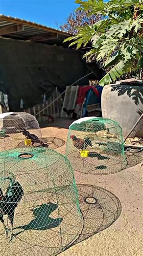 🐓💯#นิติธรฟาร์ม #ประโคนชัย #บุรีรัมย์ #ไก่ชน #เปิดการมองเห็น