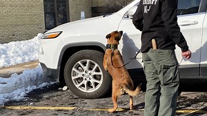 DEA demonstrates how dogs sniff out hidden drugs
