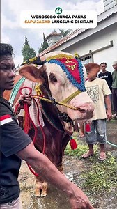 SAPU JAGAD MANDI BIAR SEGER😍🔥 #review #sapi #super #jumbo #terbesar #sapujagad #viral #fyp