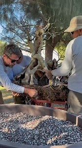 Crepe Myrtle. Originally imported from China by Miami Tropical Bonsai many years ago. We picked it up when they shut down, at that time it was rooted into the ground with no pot and had lost any shape it had. We cut it back hard and have been developing it since. It graduated to a shallow pot yesterday!! | Wigert's Bonsai Nursery