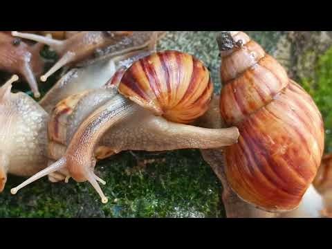 A Tiny Planet: What is a snail?. A slow crawling wild animal that is amazing.