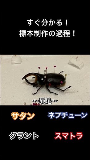 すぐ分かる！標本制作の過程！サタン、ネプチューン、グラント、スマトラの標本制作！#カブトムシ #クワガタ #昆虫 #標本
