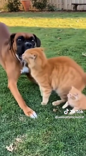 Hilarious Cat and Dog Moments That Will Make You Laugh