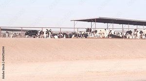 Row of holstein cows on dairy farm, commercial livestock industry, milk and beef production. Cattle animals breeding and feeding in cowshed, stall, barn or shed. California agriculture, USA farming.
