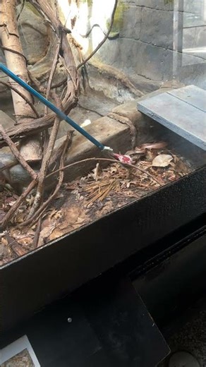 Blood Python Feeding at the Birmingham Zoo #zoo #snake #iloveanimals #nomnom