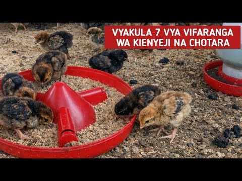 Vyakula 7 Bora kwa Vifaranga wa Kienyeji na Chotara (Wanakuwa Haraka Sana!)