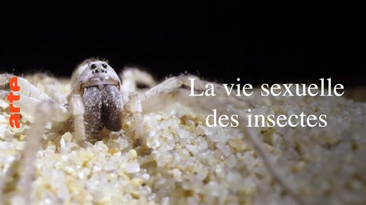 Les insectes, une vie sexuelle foisonnante - Regarder le documentaire complet