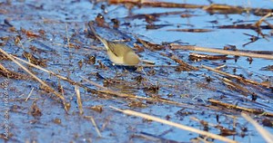 The common chiffchaff is searching for food on a flooded grassland.