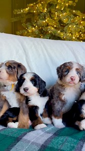 Puppy piles > presents🎁💙 ✨ ✨ ✨ ✨ #bernedoodle #bernedoodlesofinstagram #bernedoodlelove #bernedoodlenation #doodlelove #doodlenation #doodlelineup #puppyreels #cutepuppy #puppiesofig #dogreels #dogsofinstagram #puppylove #doodlepuppy #bernedoodlepuppy #bernedoodlelife #reelsinstagram #reelitfeelit #viralreels #explorepage | Namaste Bernedoodles