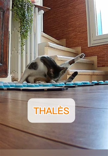 Série moment préféré (2/3) : le retour de Thalès vu par Socrate (13 juillet 2025) — avec grande classe 🥹😂 Retrouvé le 7 juillet après 3 mois de vadrouille dans la forêt, il est rentré d’abord chez Papi avant qu’on ramène tout le monde chez Valou le 9. Socrate, après des câlins avec son frère le 8, a eu quelques difficultés à gérer les changements induits à la maison. Il s’est fait discret, passant beaucoup plus de temps dehors que d’habitude et laissant de la place à son frère les jours suivan