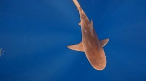 Shark encounters and sightings have beachgoers on edge