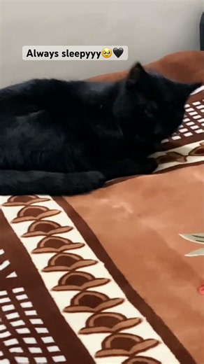 Always sleepy #simmba #cutecat #likeandsubscribe #millionviews #funny #cute #onthisday