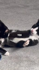 912K views · 11K reactions | With Lemonade Pet Insurance, you can save up to 90% on vet bills and customize your coverage so you only pay for what you need. | Lemonade | Facebook