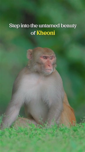 Kheoni Wildlife Sanctuary | Get Ready for the Wild from October 1