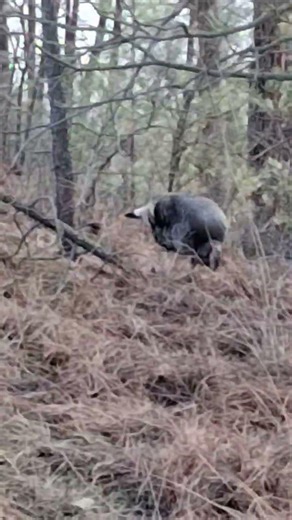 turkeys tearing up the lawn