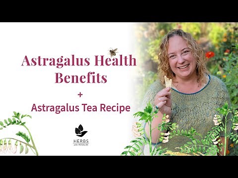 Astragalus Benefits Astragalus membranaceus + Astragalus Tea Recipe